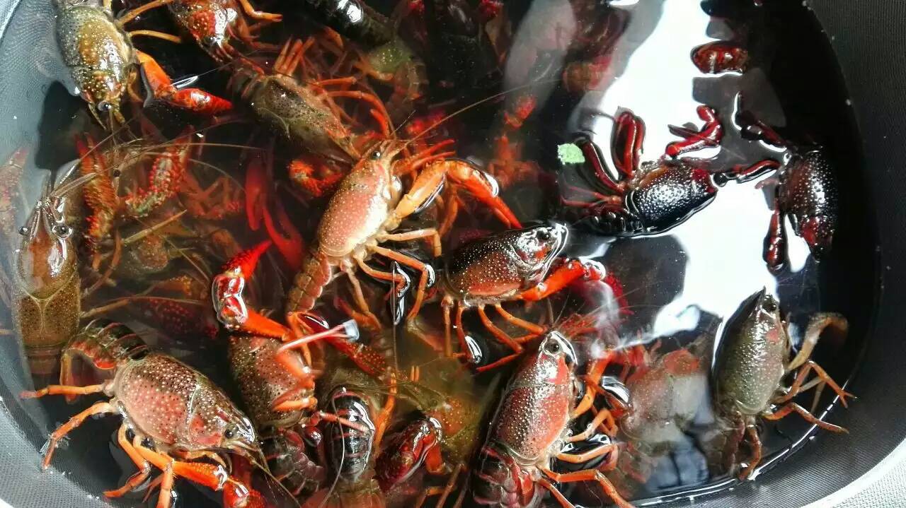 小龍蝦螃蟹生蠔超聲波清洗機 海鮮凈洗新科技，守護餐桌健康與美味